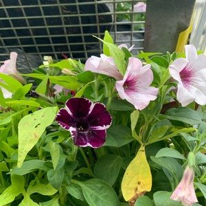 Meet your Posher, Genesis